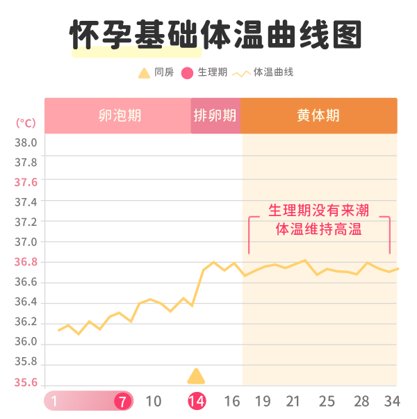 怀孕基础体温曲线图