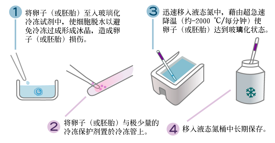 (簡)冷凍精卵、胚胎