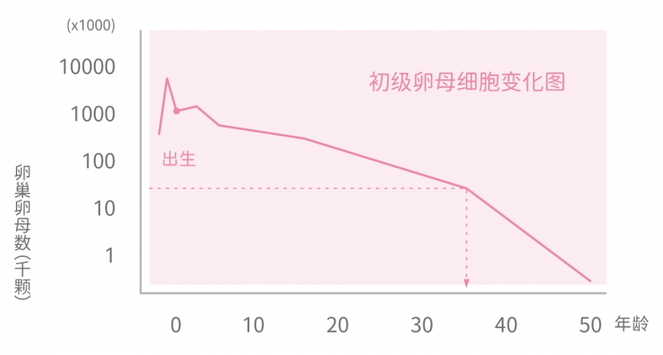 年龄对卵子质与量的影响：初级卵母细胞变化图