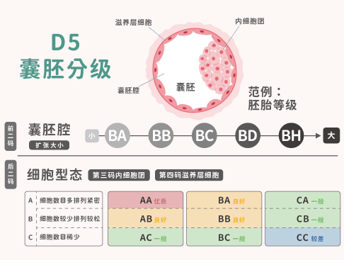 囊胚等级图 囊胚等级划分图