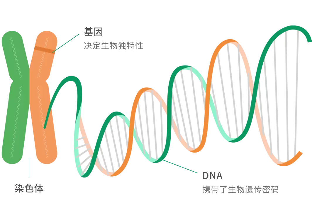 延伸说明:什麽是基因?